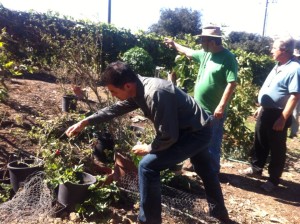 daswilliamsgardening